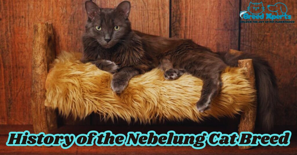 History of the Nebelung Cat Breed