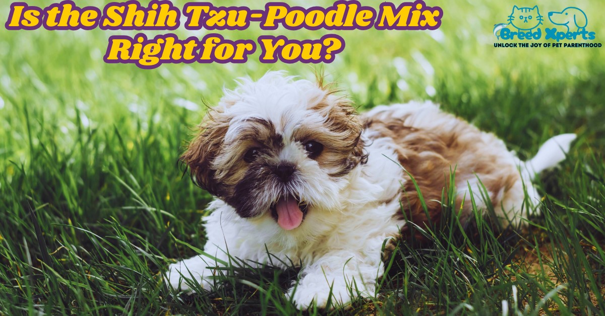 Is the Shih Tzu-Poodle Mix Right for You?