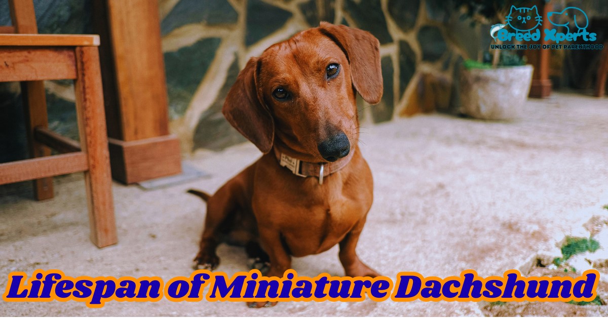 Lifespan of Miniature Dachshund