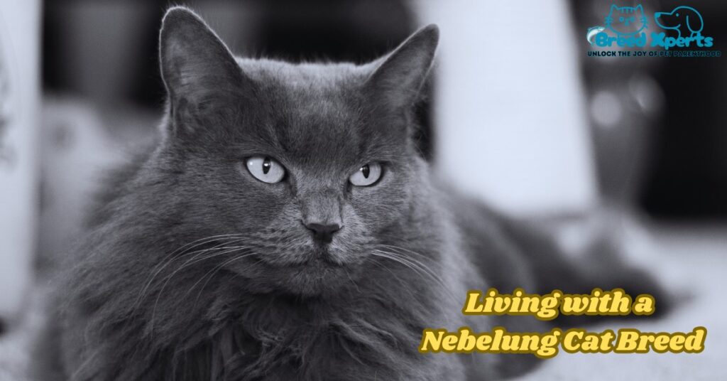 Living with a Nebelung Cat Breed