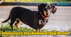 Miniature Dachshund Dog Breed