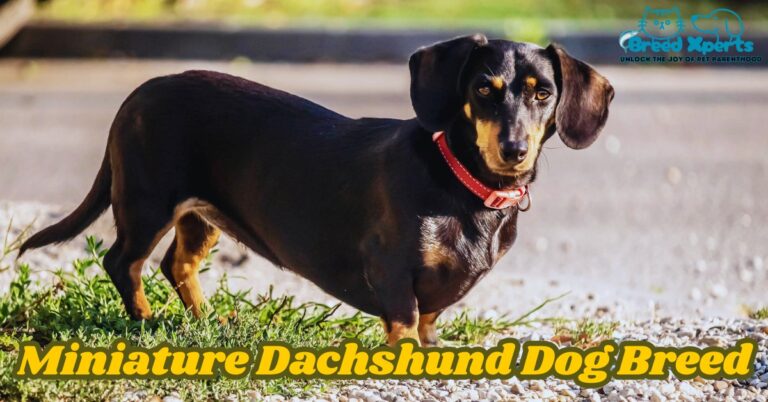 Miniature Dachshund Dog Breed