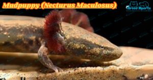 Mudpuppy (Necturus Maculosus)