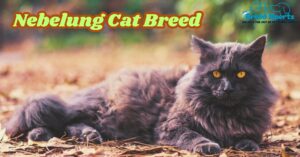 Nebelung Cat Breed