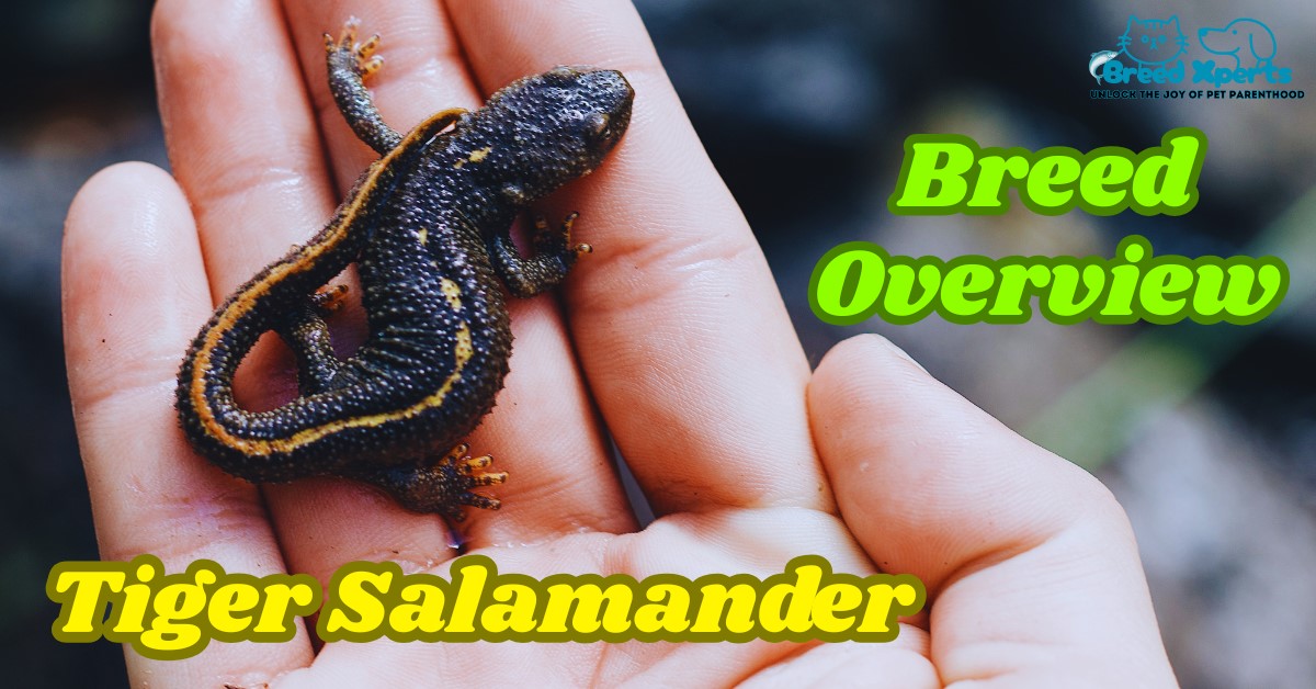 Tiger Salamander Breed Overview