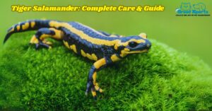 Tiger Salamander Complete Care & Guide